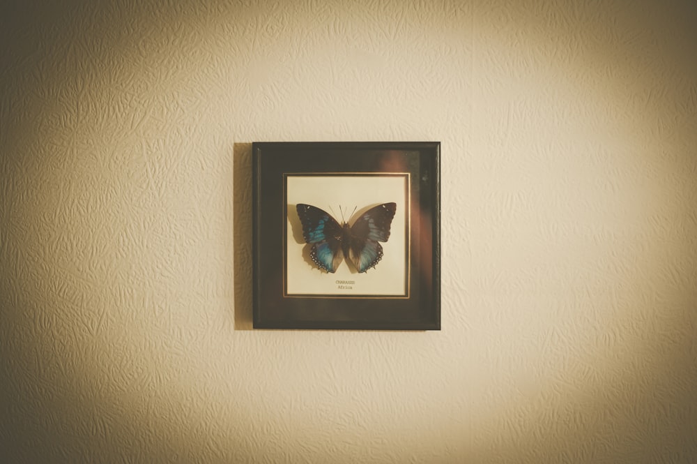 black framed blue and white butterfly painting