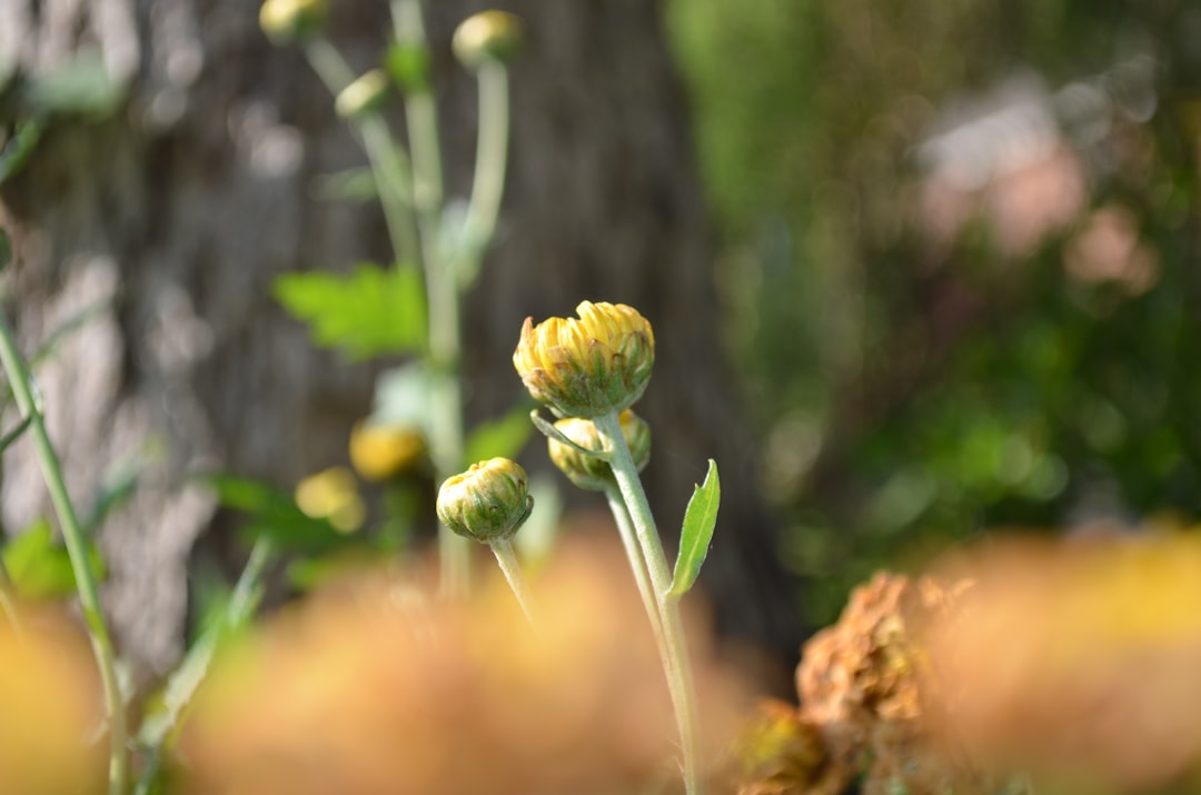 green plant in tilt shift lens