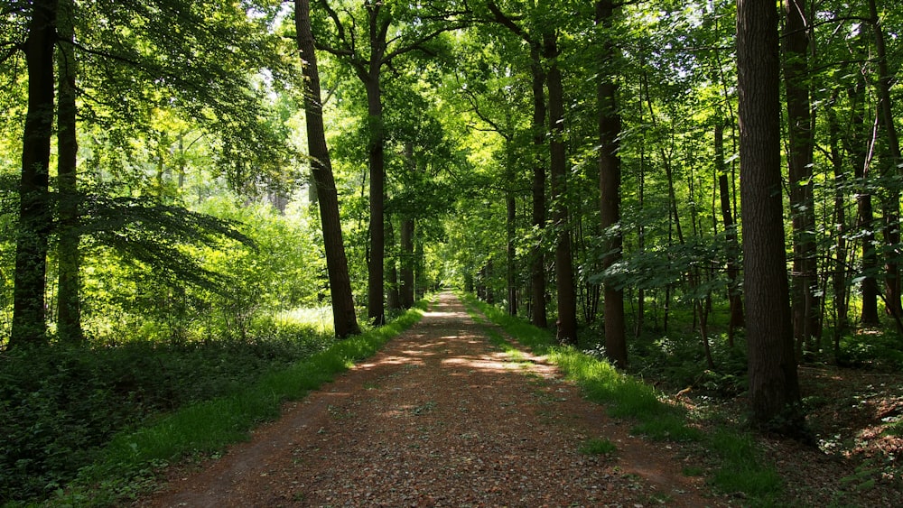 brown dirt road between green trees during daytime