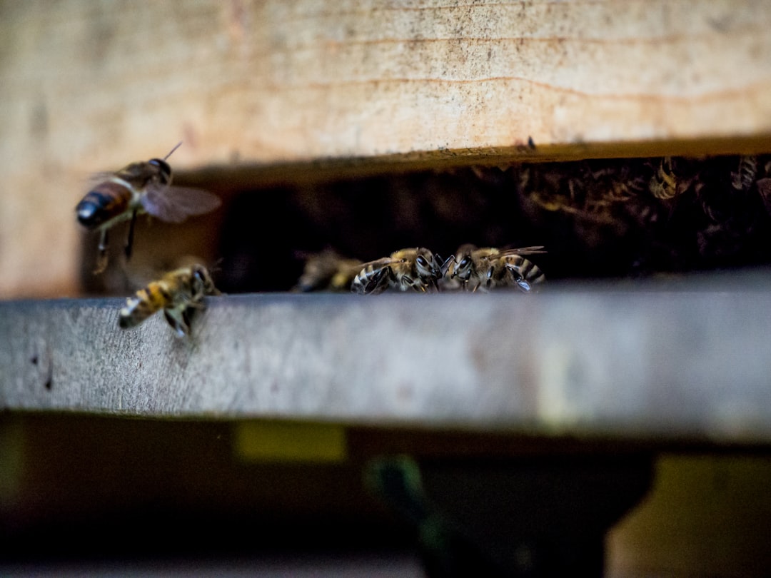 brown and black bee on brown wooden surface