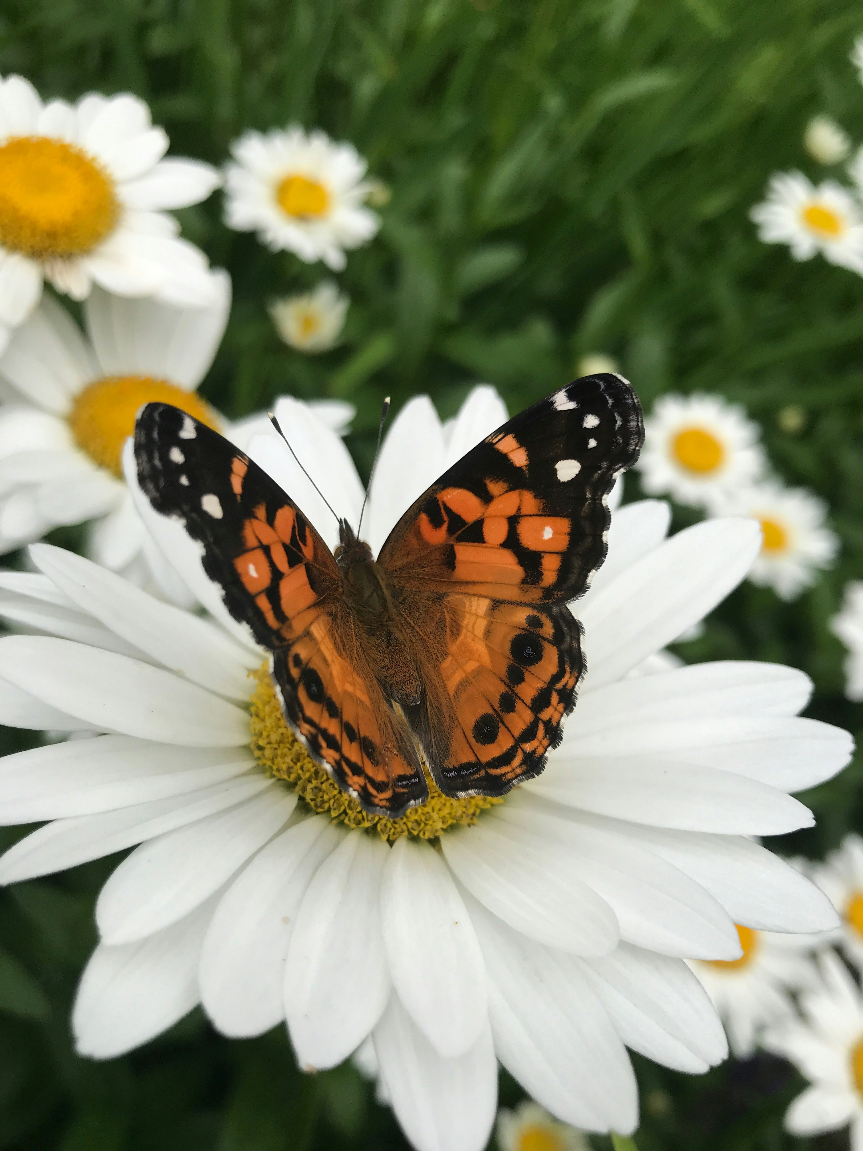 farfalla marrone e nera su fiore bianco