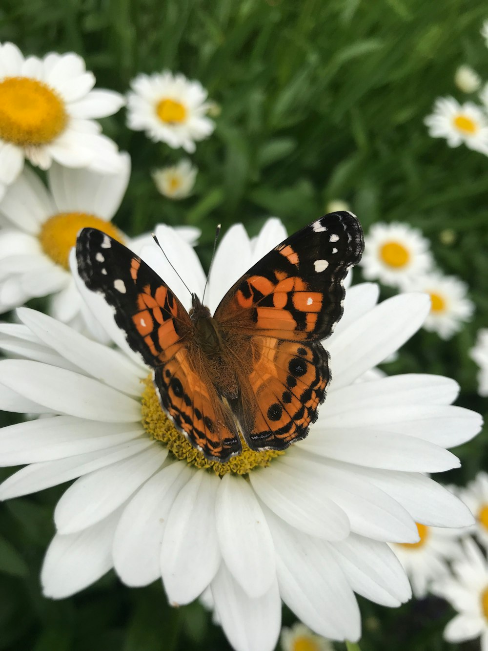 brown and black butterfly on white flower