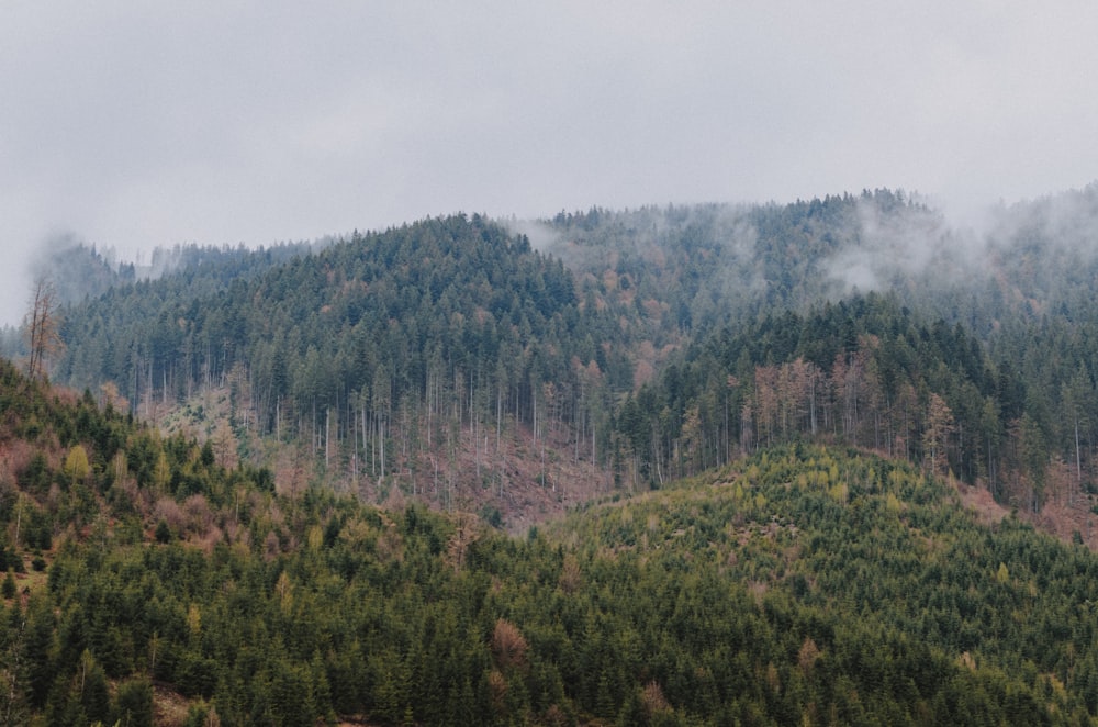 green trees on mountain under white sky during daytime