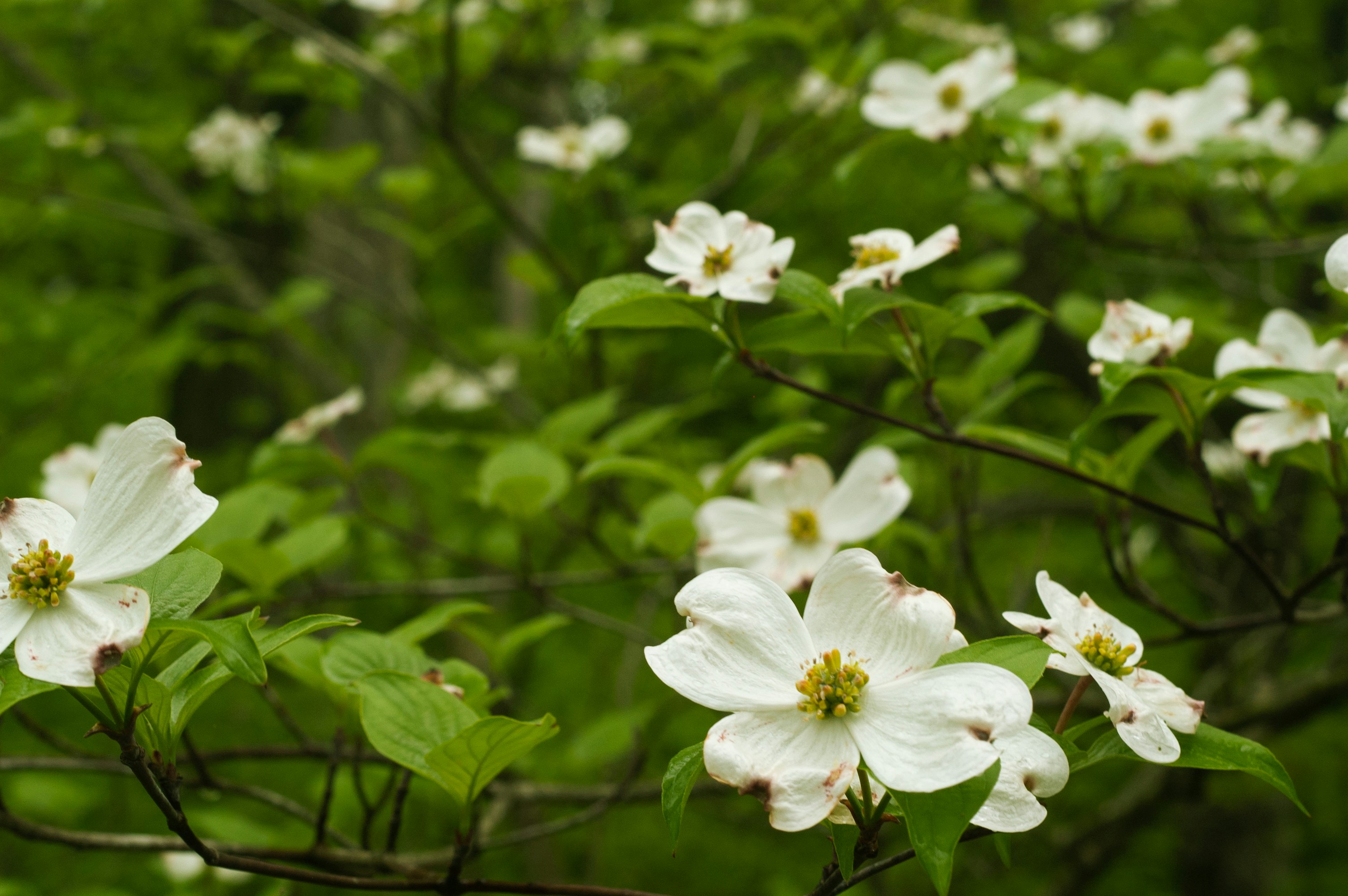 Photo by johnmathews