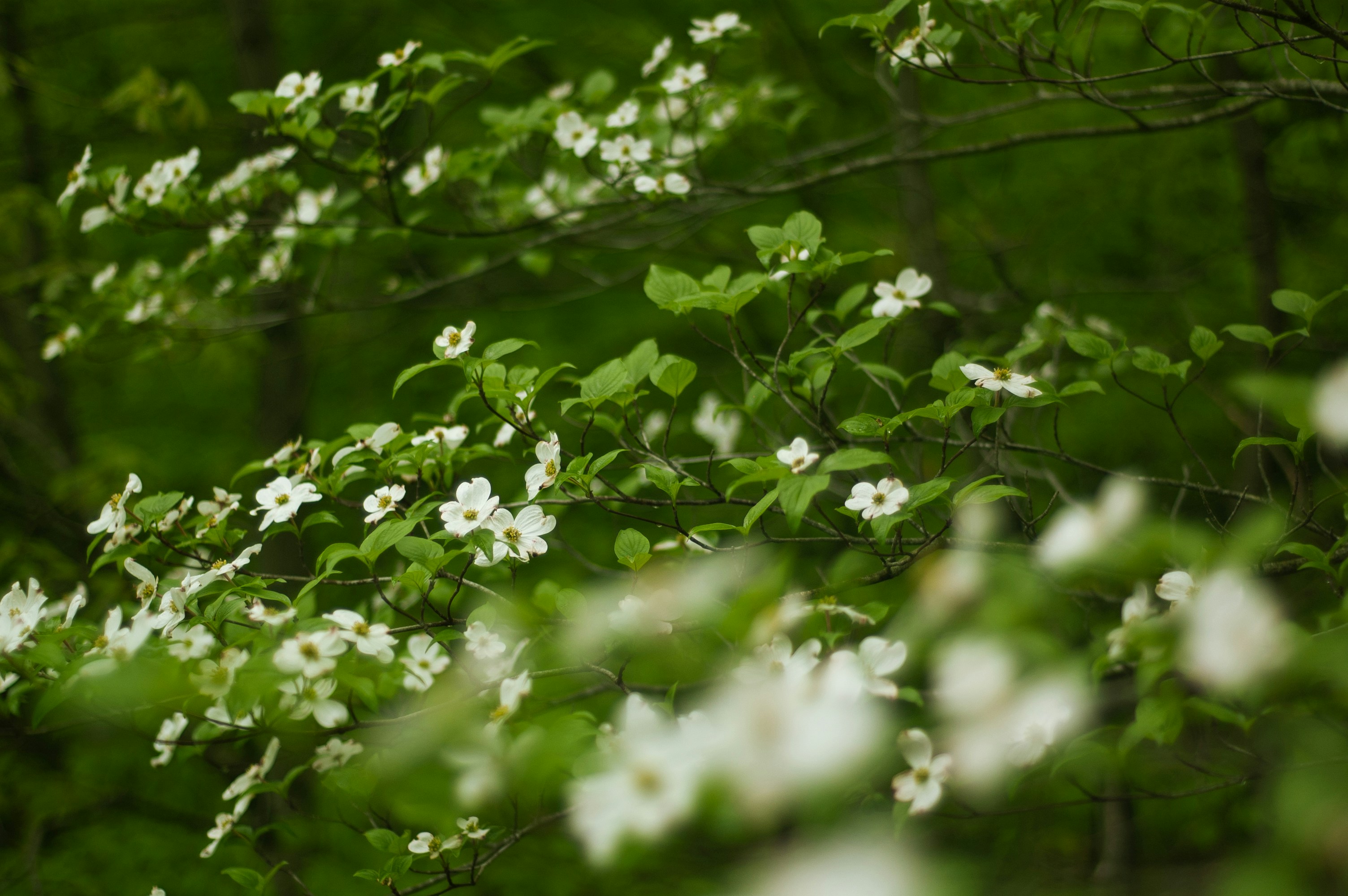 Photo by johnmathews