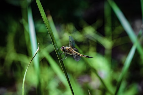 A close-up photo of a dragonfly perched on a green leaf with a soft-focus natural background.