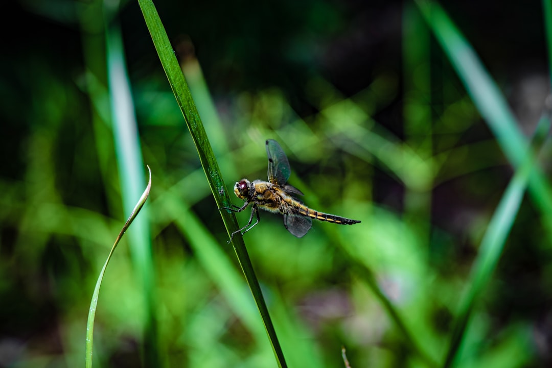 brown and black dragonfly on green stem during daytime