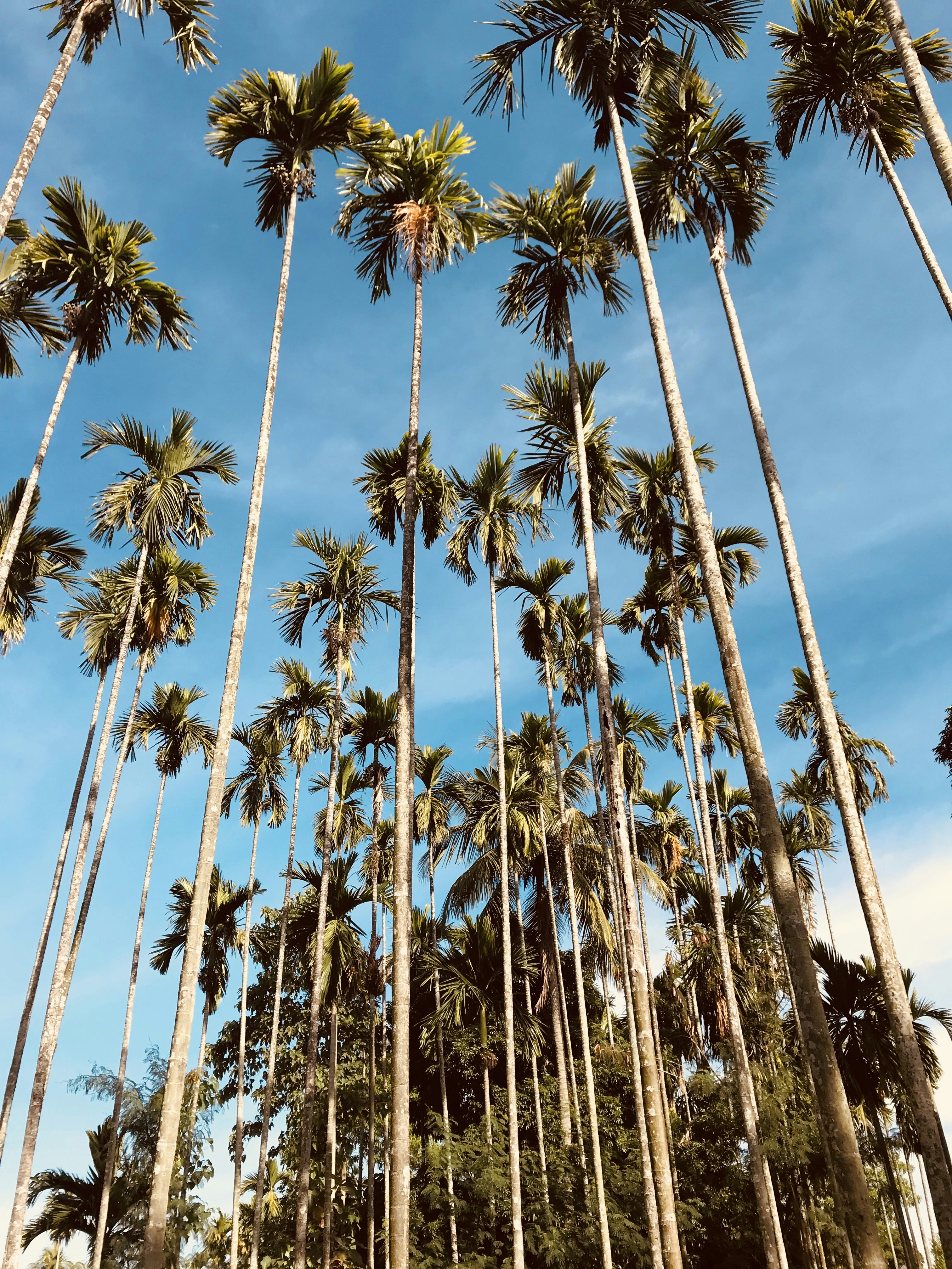 Photo by rasham_lal_chhetri