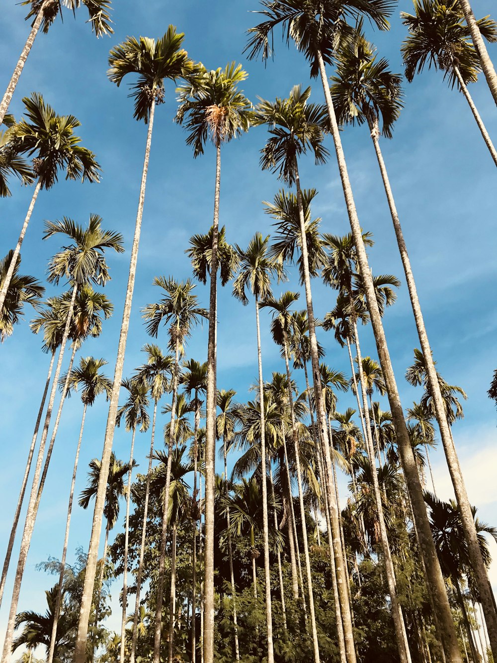 palme verdi sotto il cielo blu durante il giorno