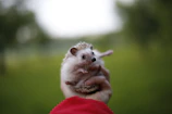 A volunteer gently holding a tiny hedgehog during a health check.