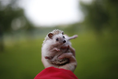 A volunteer gently holding a tiny hedgehog during a health check.