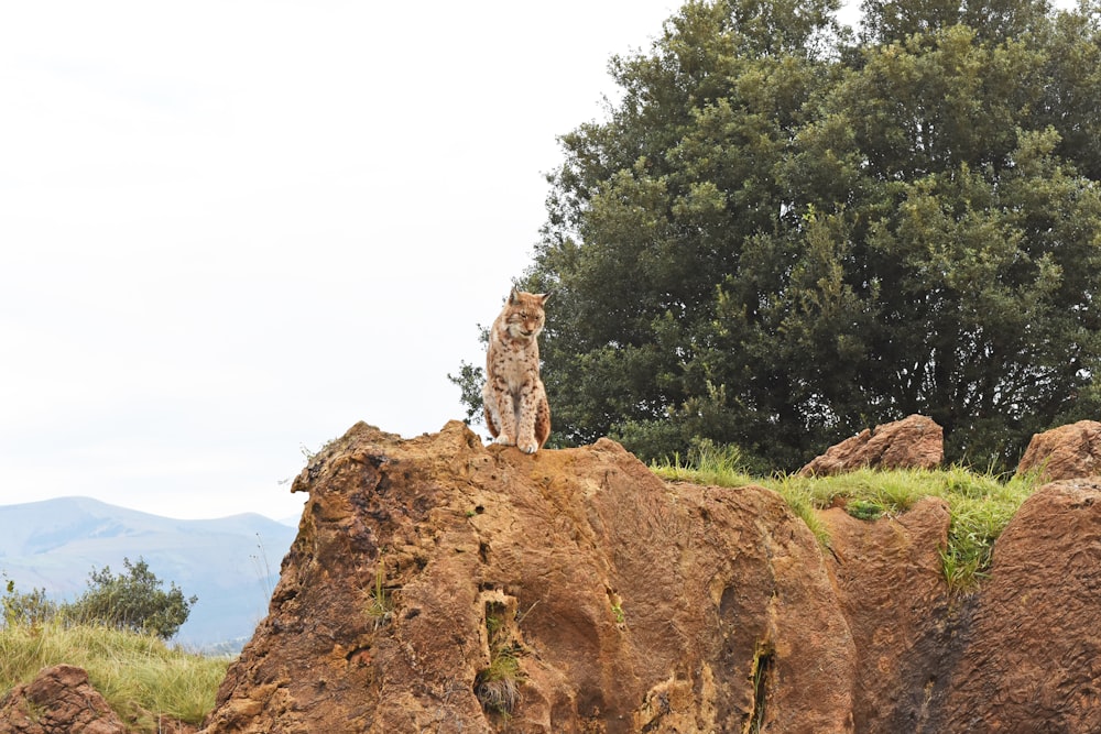 person standing on brown rock formation during daytime