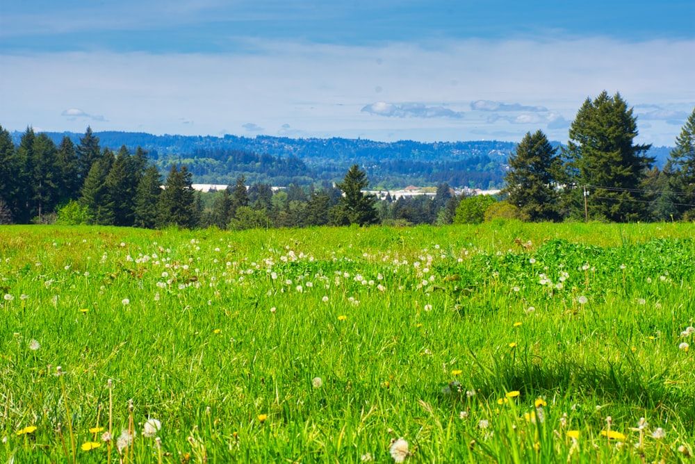 green grass field under blue sky during daytime