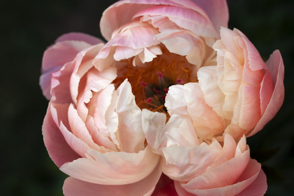 pink and white flower in macro photography