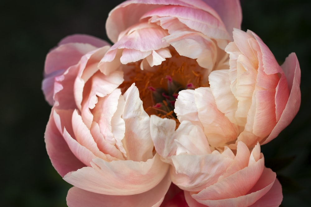 マクロ撮影のピンクと白の花