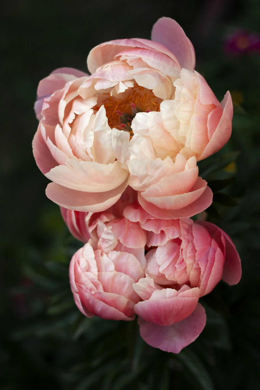 flor rosa e branca na lente tilt shift