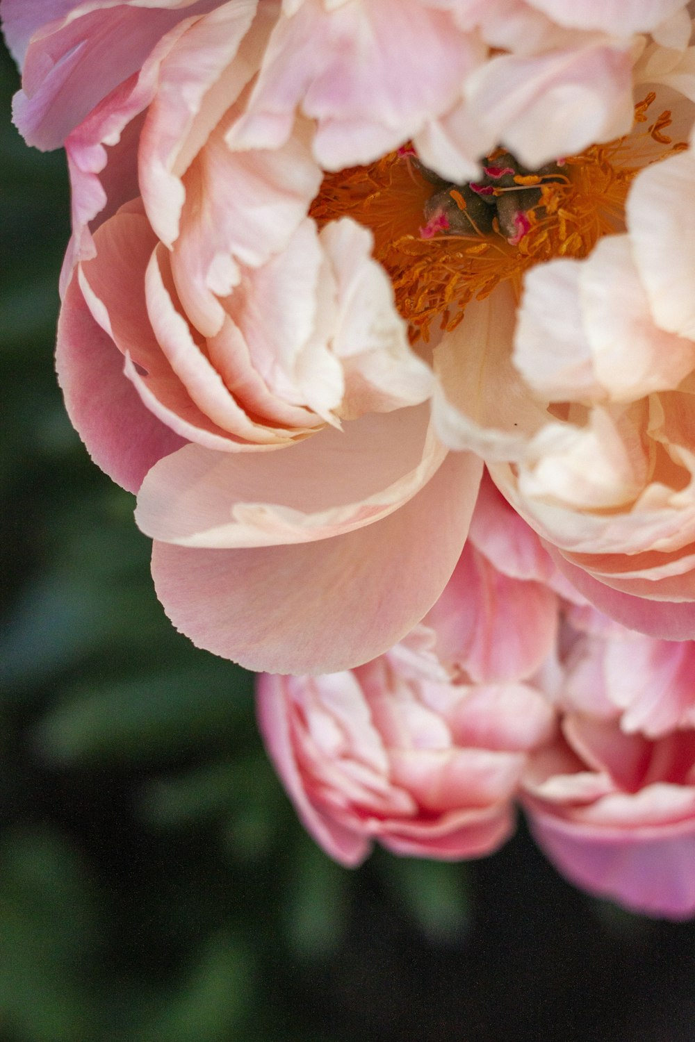 pink flower in tilt shift lens