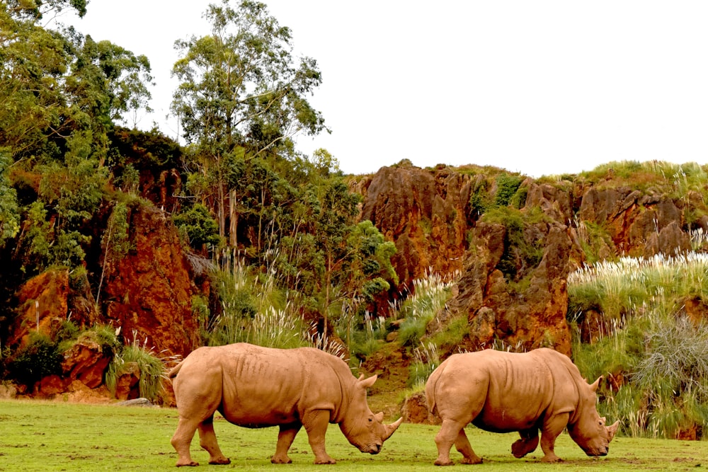 rhinocéros brun sur un champ d’herbe verte pendant la journée