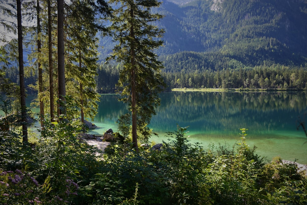 green trees near lake during daytime