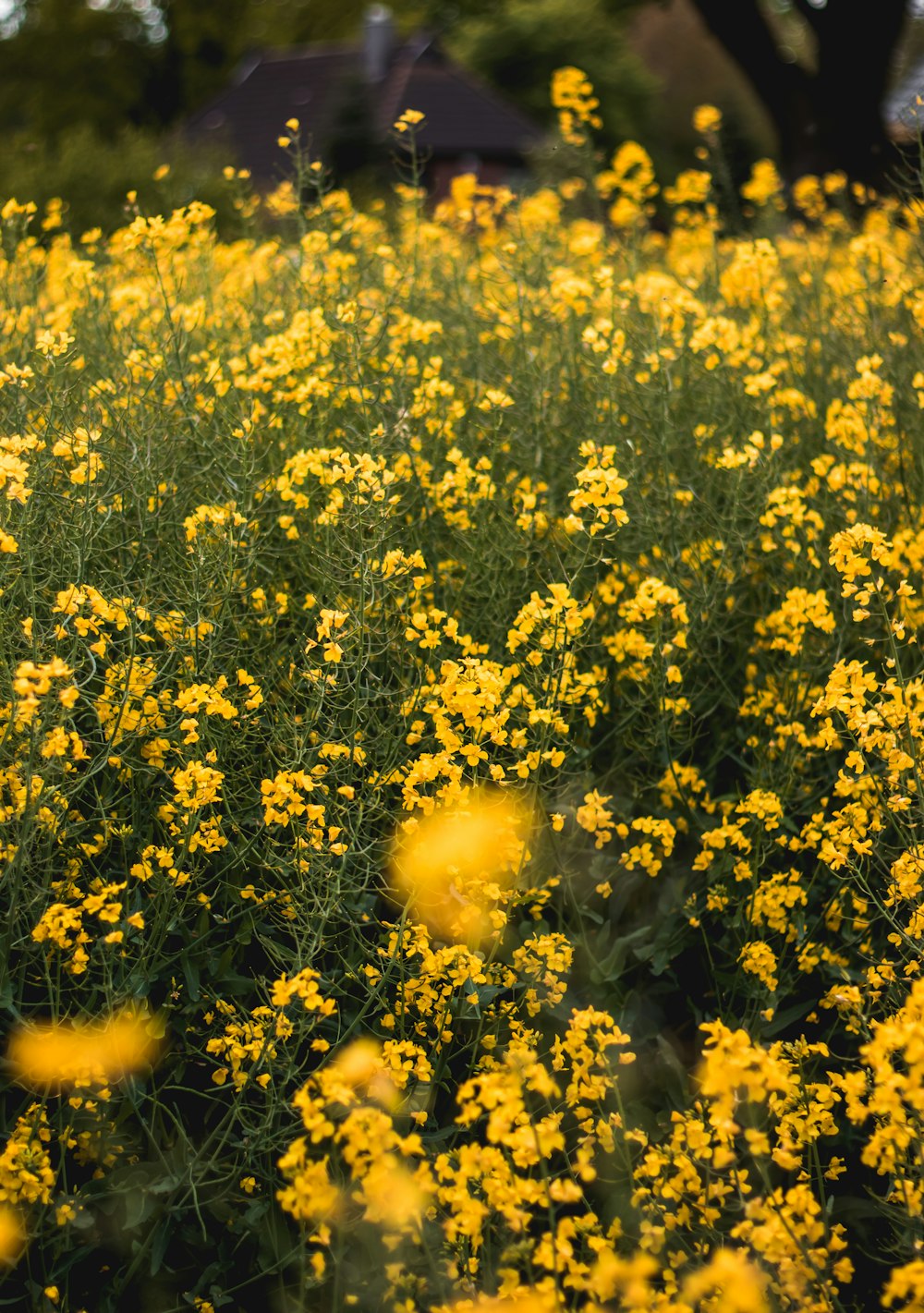 yellow flower field during daytime