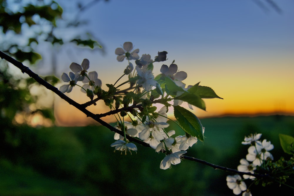 white flowers in tilt shift lens