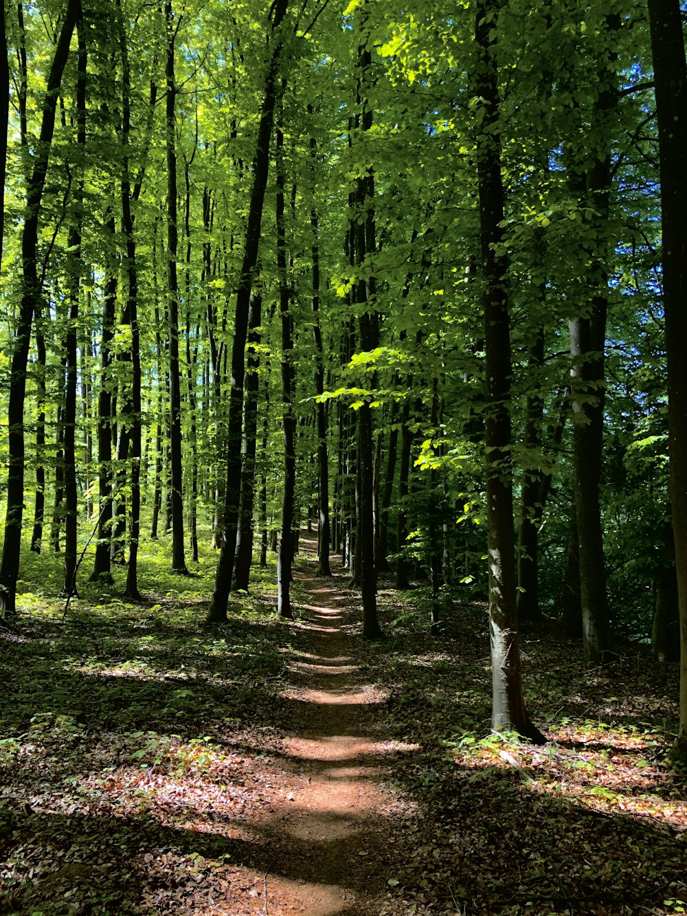 green trees on brown soil