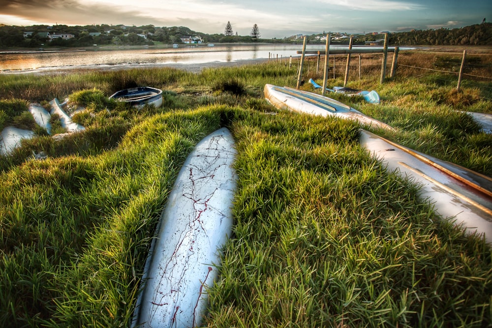 white and blue surfboard on green grass field near body of water during daytime