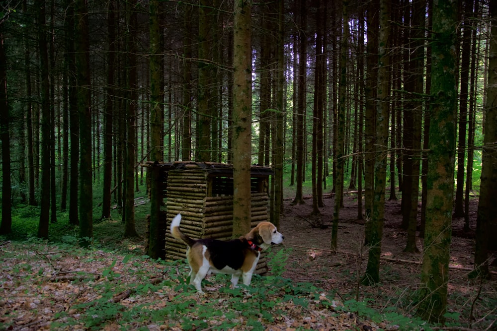 tricolor beagle on forest during daytime
