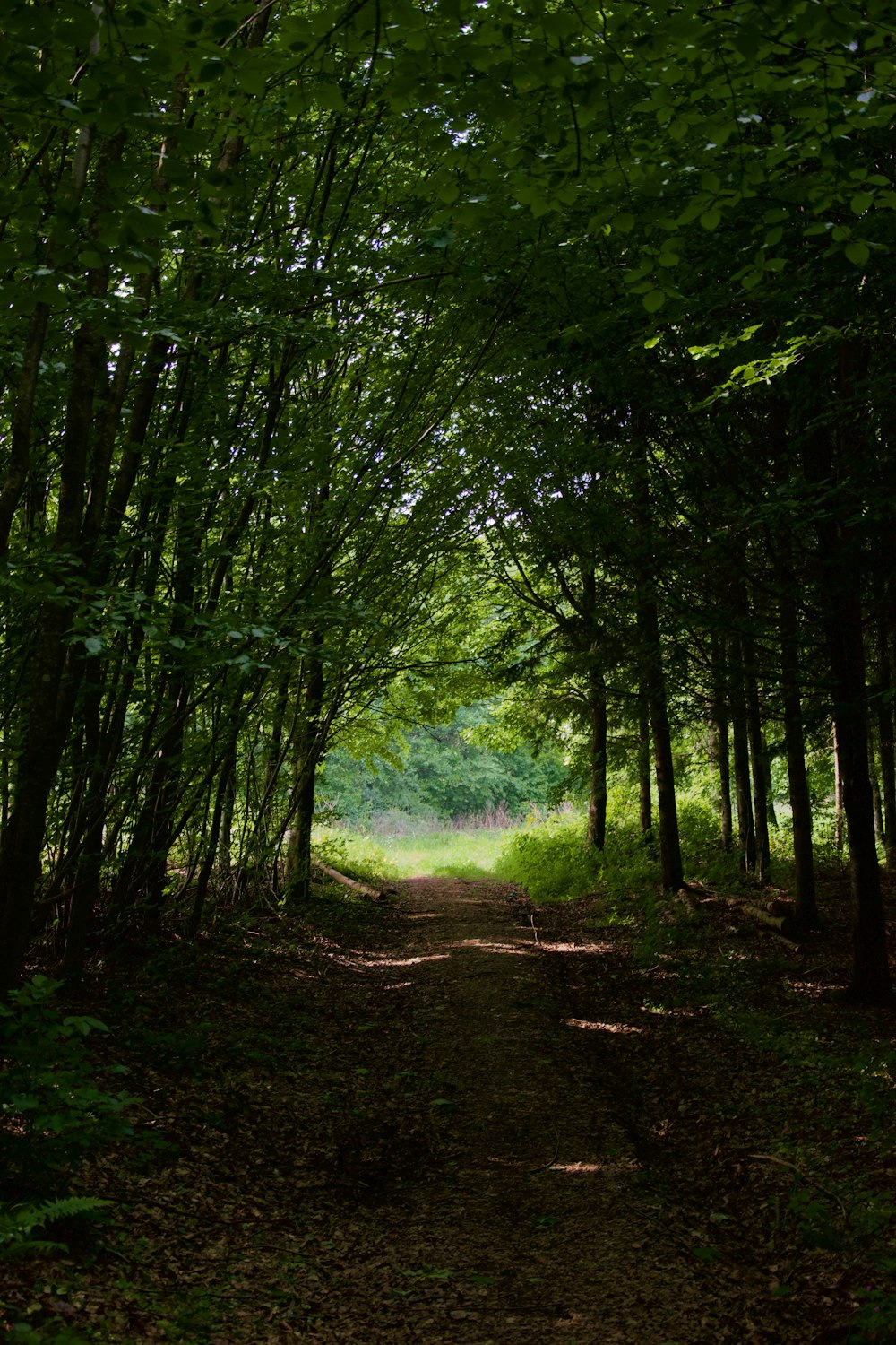 green trees on brown soil