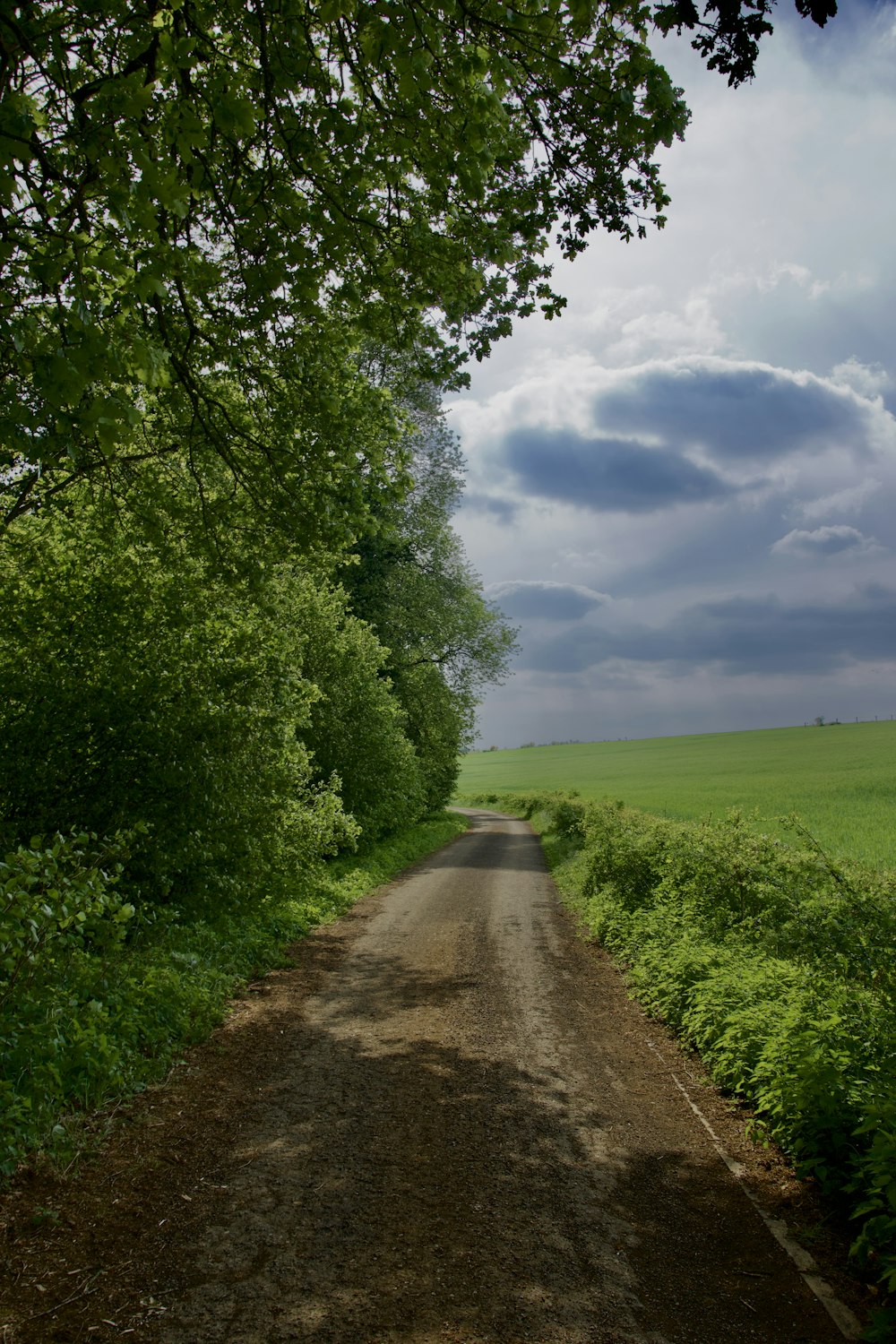 green grass field and trees under blue sky and white clouds during daytime