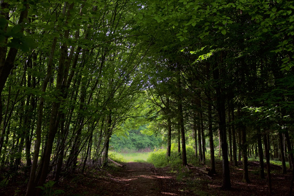 green trees on brown soil