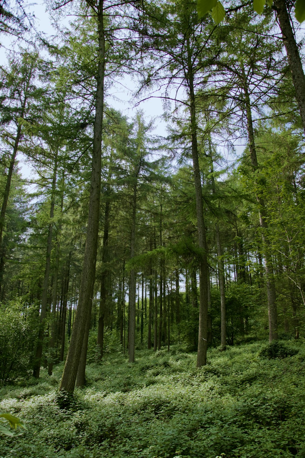 green trees on green grass field during daytime