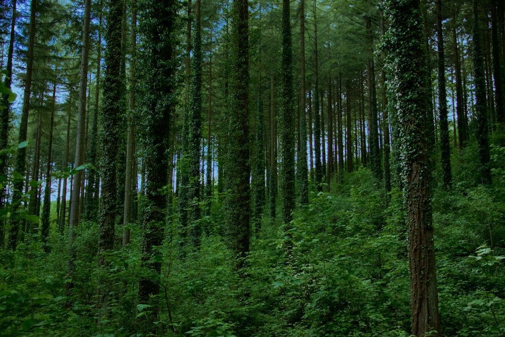 green trees in forest during daytime