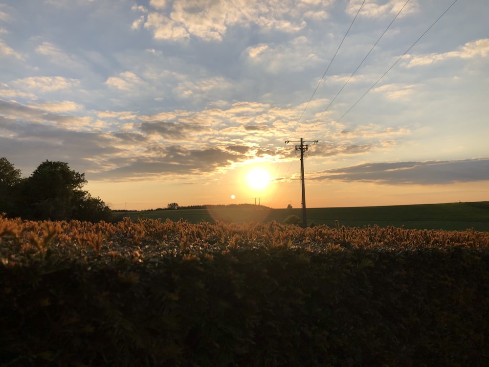 green grass field during sunset