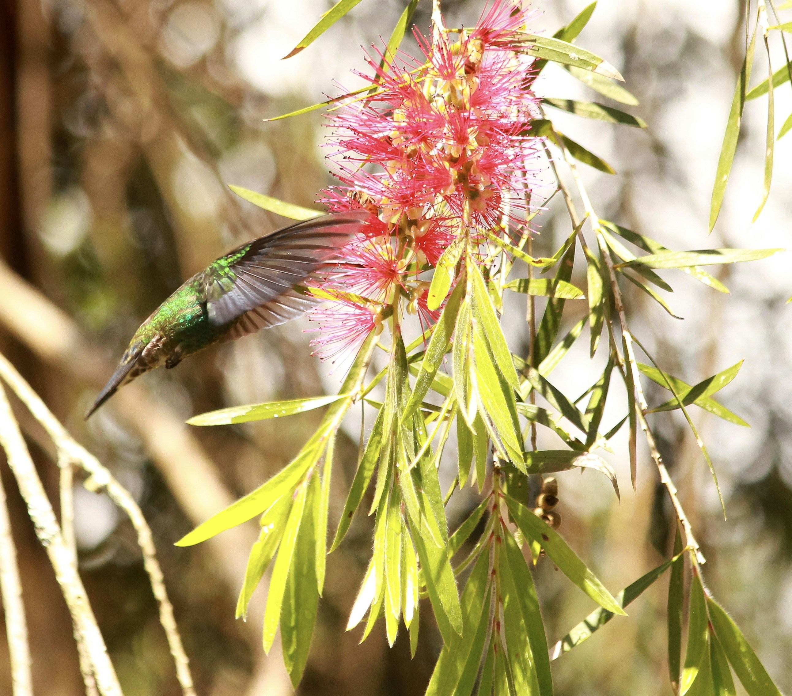 A variety of colorful flowers appealing to hummingbirds