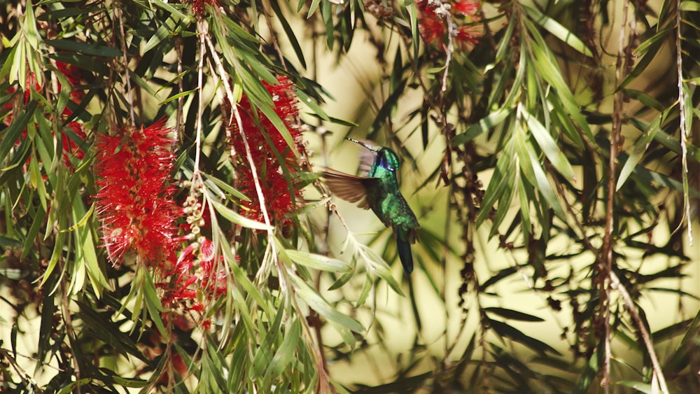 blue and green bird on green plant