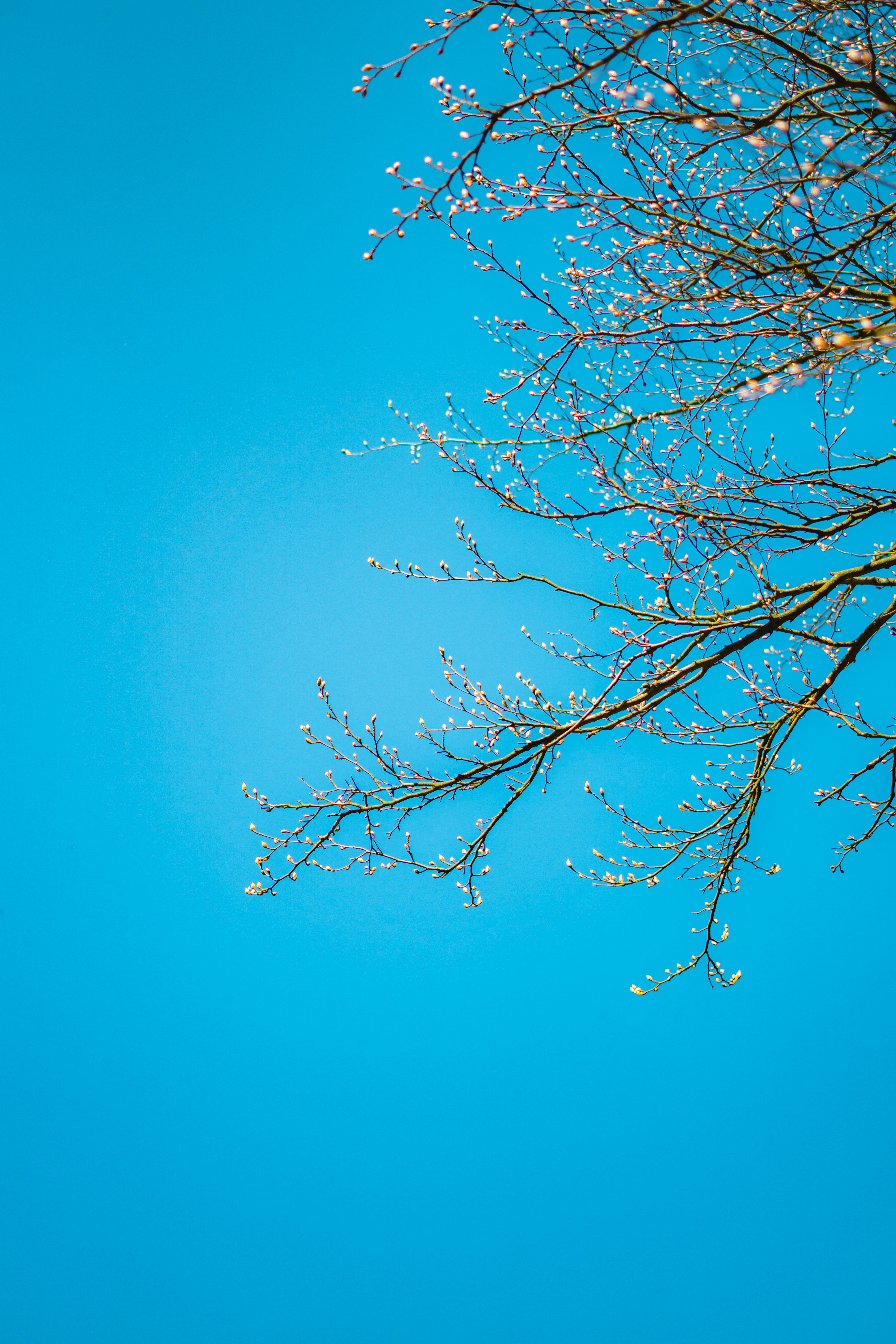 Photo by davidbenesph