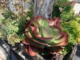 A vibrant arrangement of succulents is potted together in a wooden container. The succulents display a variety of shapes and colors, with a large plant in the center featuring broad, fleshy green leaves with red edges. Smaller succulents surround it, some of which have a spiral pattern. There are also some dried flowers visible. The background shows parts of a building and a railing.
