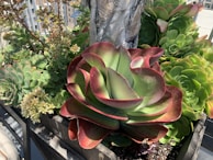 A vibrant arrangement of succulents is potted together in a wooden container. The succulents display a variety of shapes and colors, with a large plant in the center featuring broad, fleshy green leaves with red edges. Smaller succulents surround it, some of which have a spiral pattern. There are also some dried flowers visible. The background shows parts of a building and a railing.