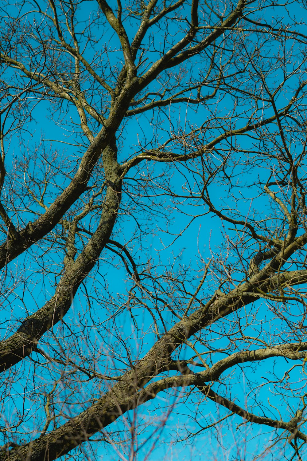 brown bare tree under blue sky during daytime
