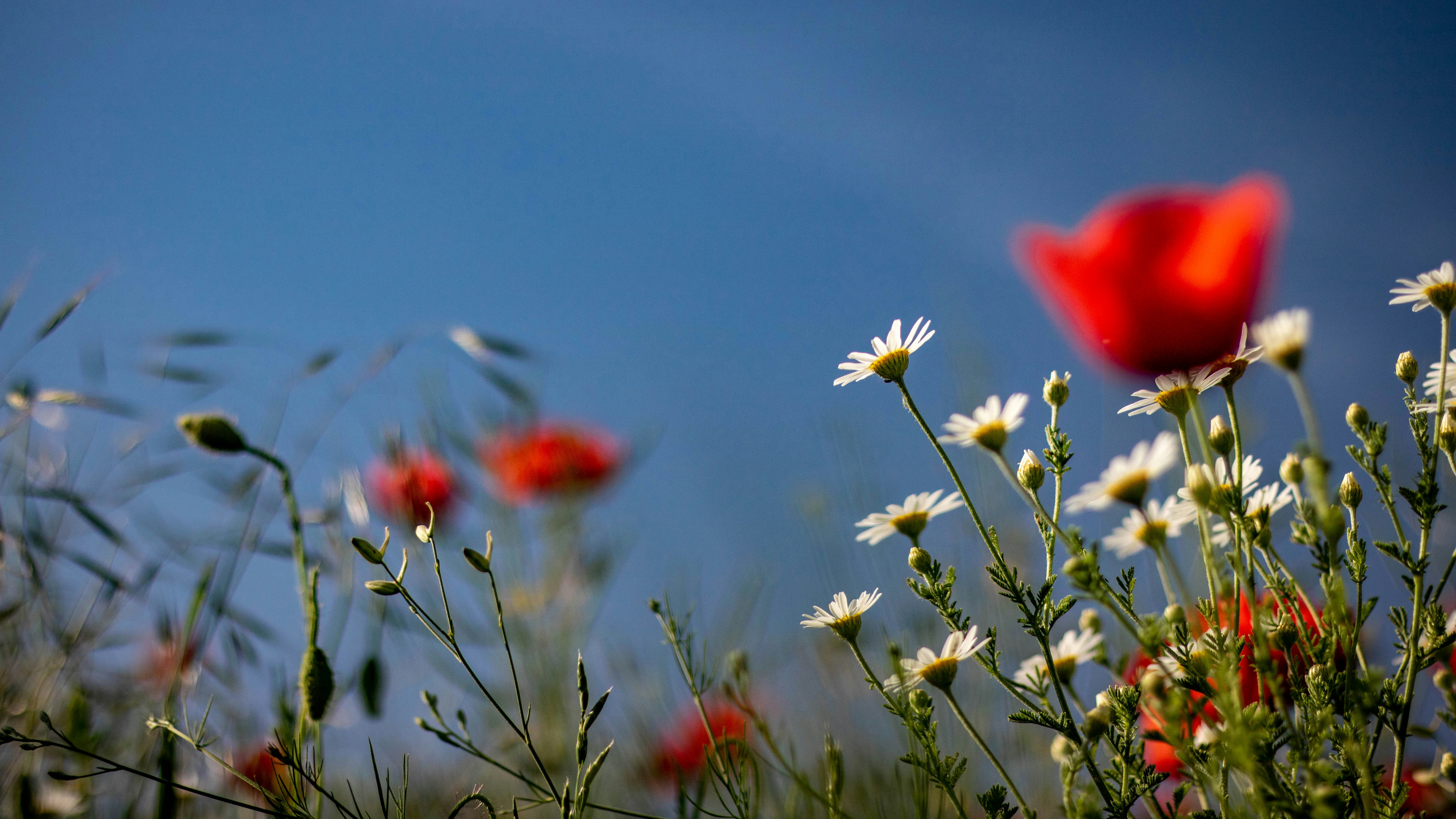 Photo by ovidiugruescu