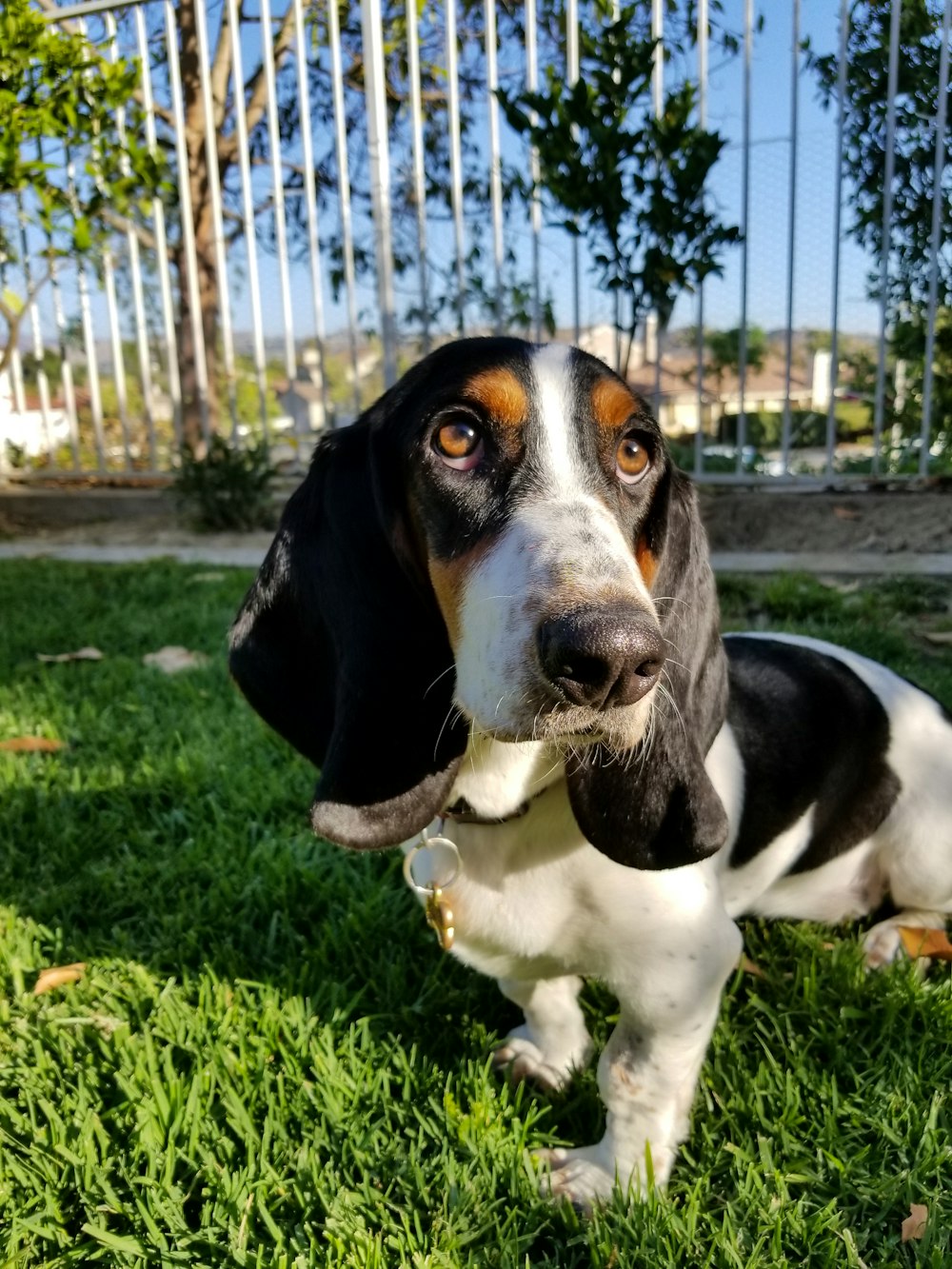 tricolor beagle on green grass during daytime