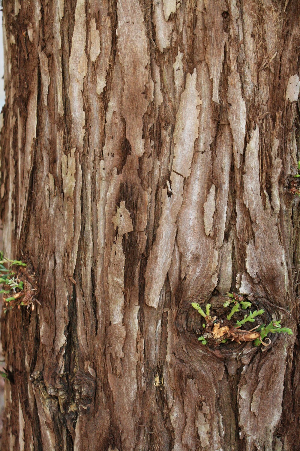 Tronco de árbol marrón con hojas verdes