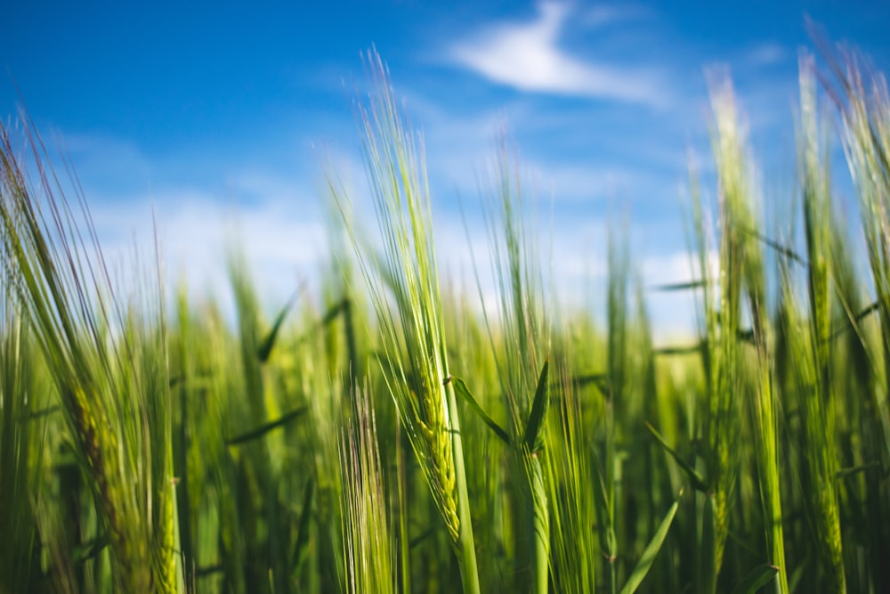 green wheat field under blue sky during daytime