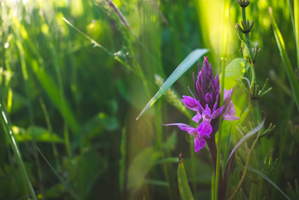 purple flower in tilt shift lens