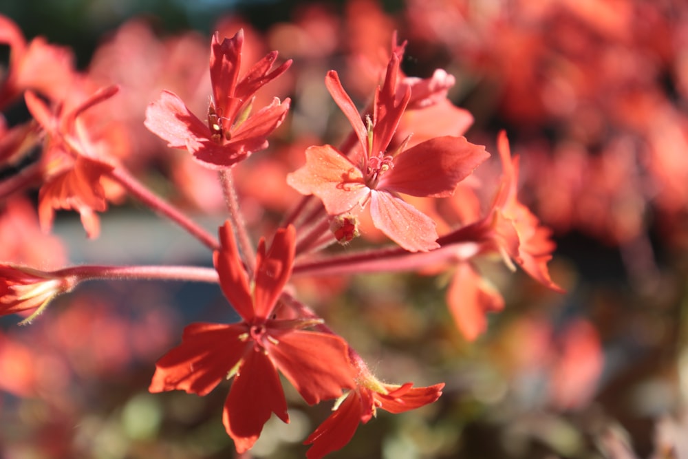 red flowers in tilt shift lens