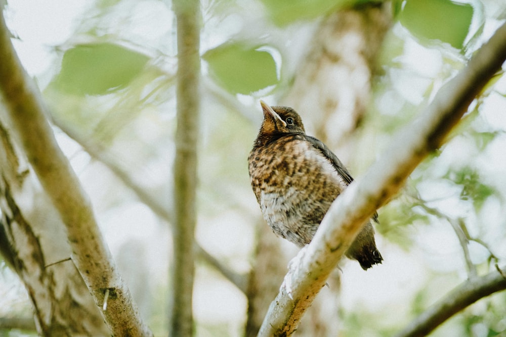 Uccello marrone e bianco sul ramo dell'albero