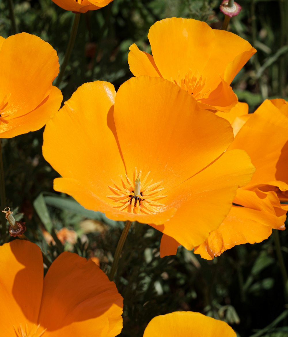 yellow flower in macro shot