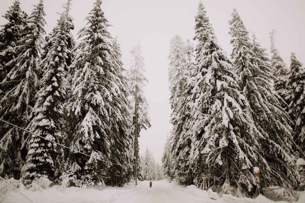 snow covered trees during daytime