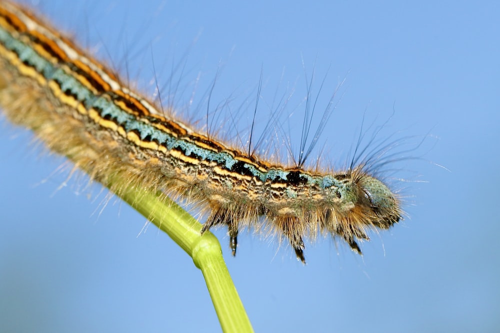green and brown caterpillar on green stem
